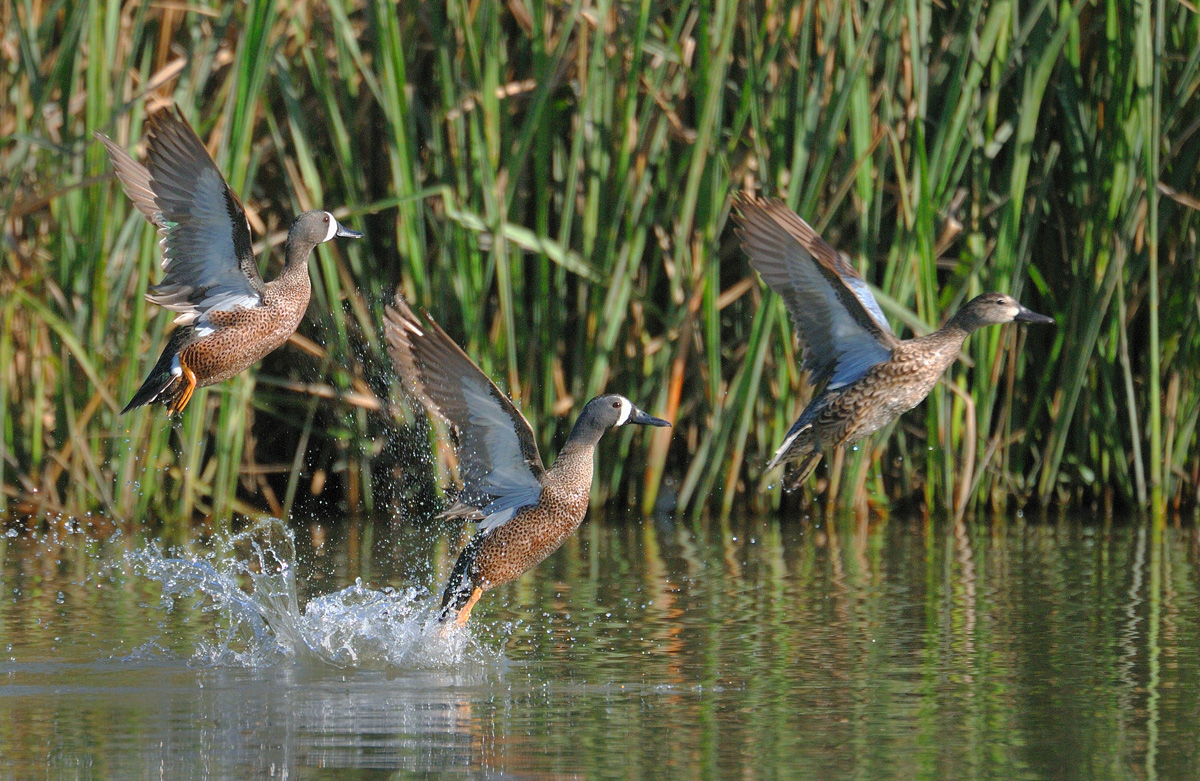 BW teal take-off