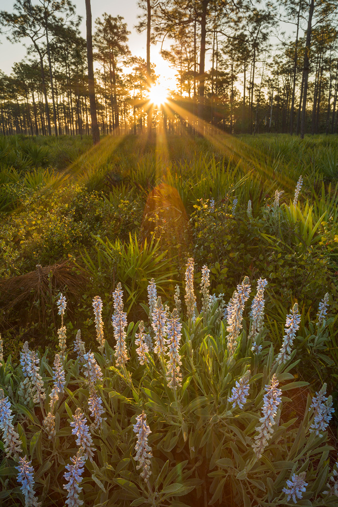 Sunburst and the Lupines