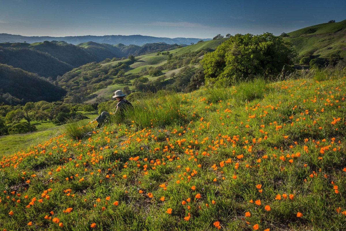 Poppy Heaven