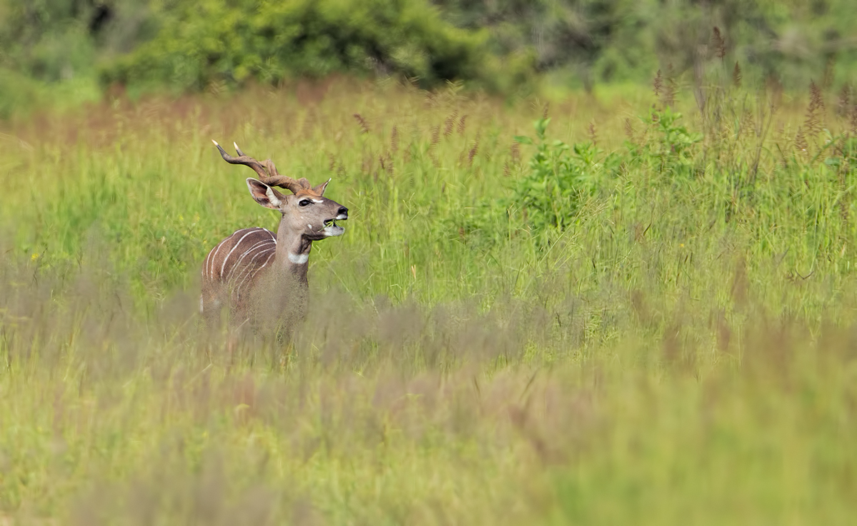 Lesser Kudu