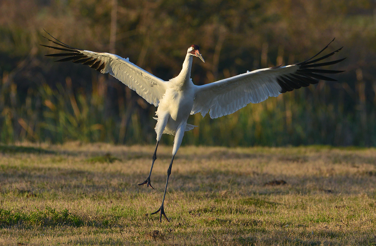 Whooping crane