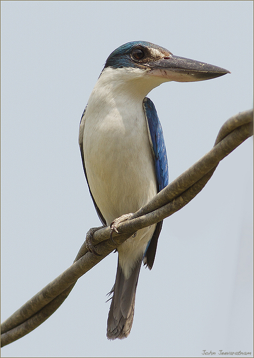 Collared Kingfisher