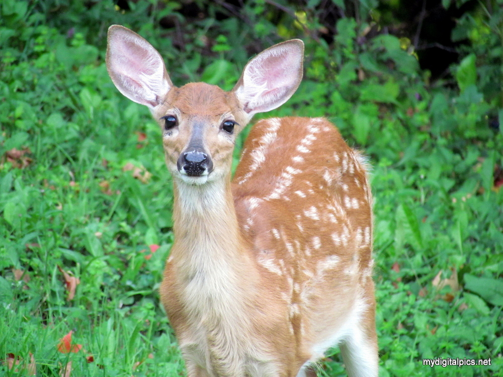 Curious Fawn