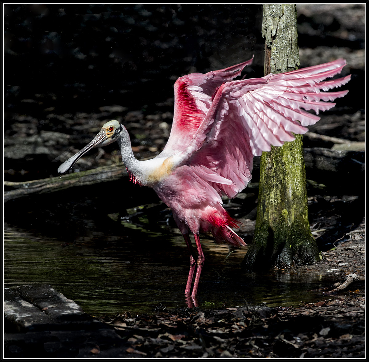 Roseate Spoonbill