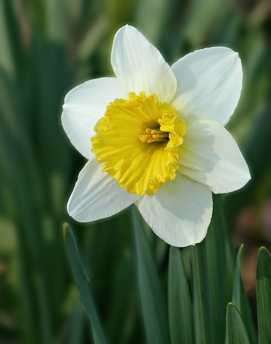 Daffodil