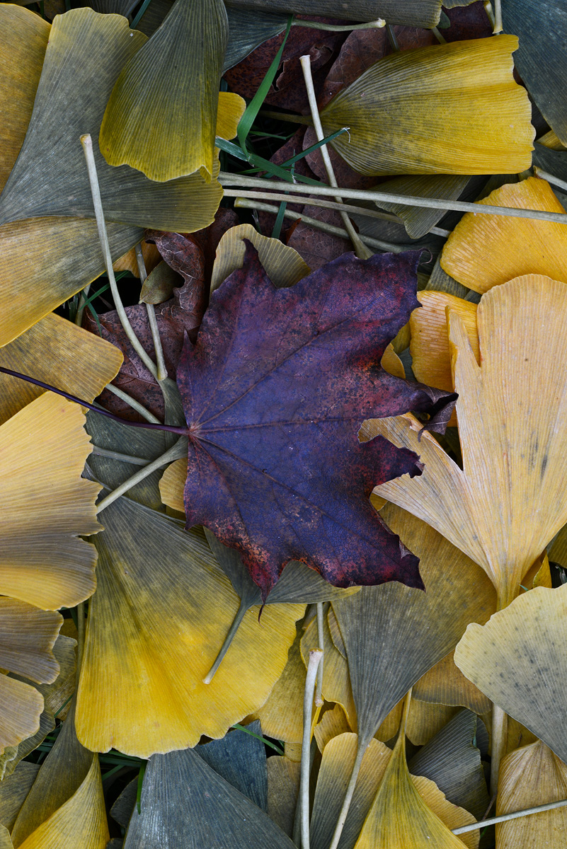 MAPLE ON  GINKGO