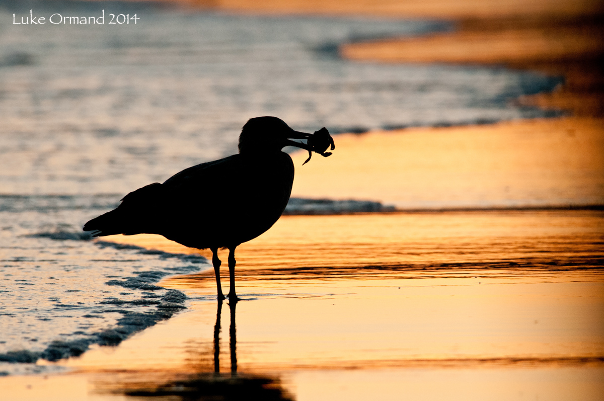 Evening Gull