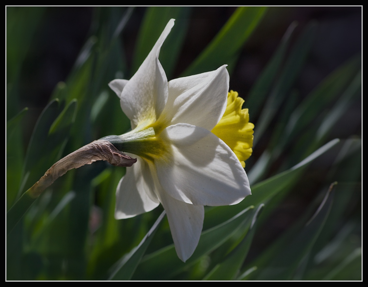 WC #626 New Bloom