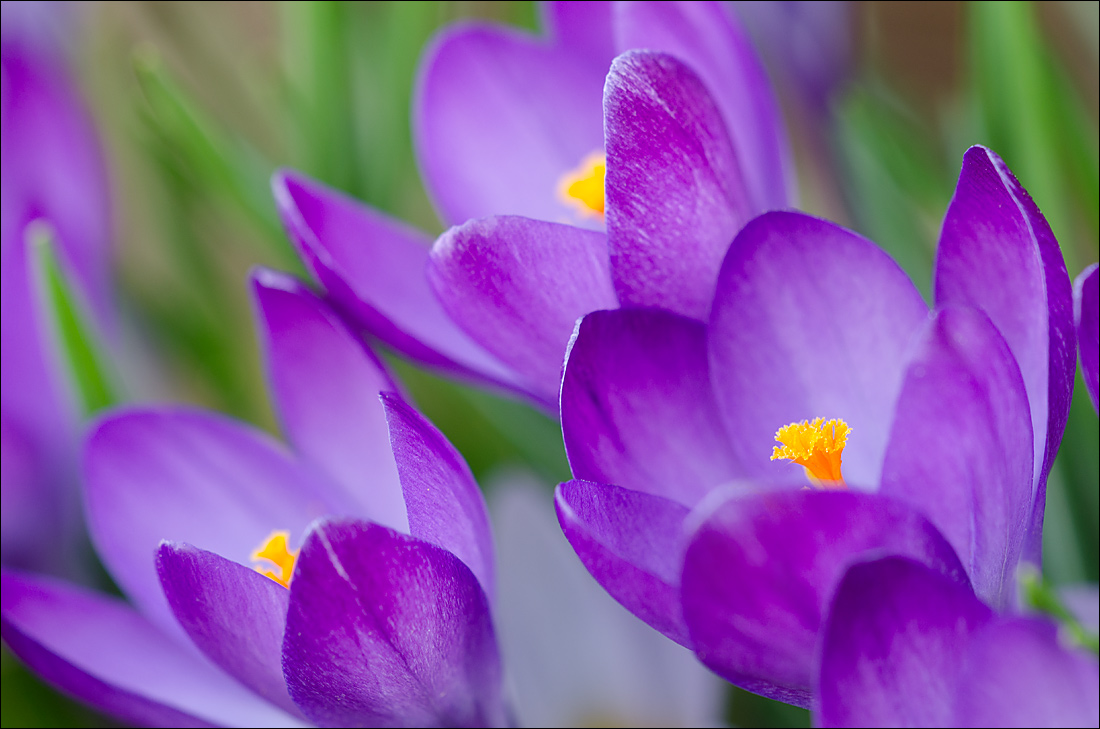 Crocus 5