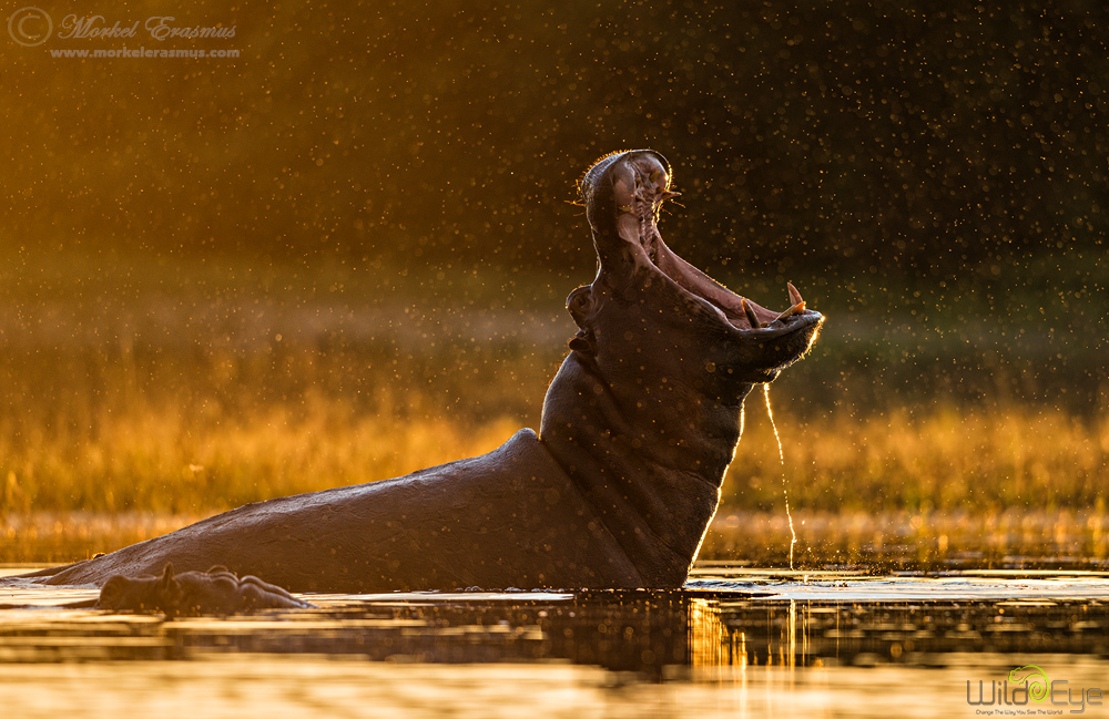 Wildlife - 1st HM