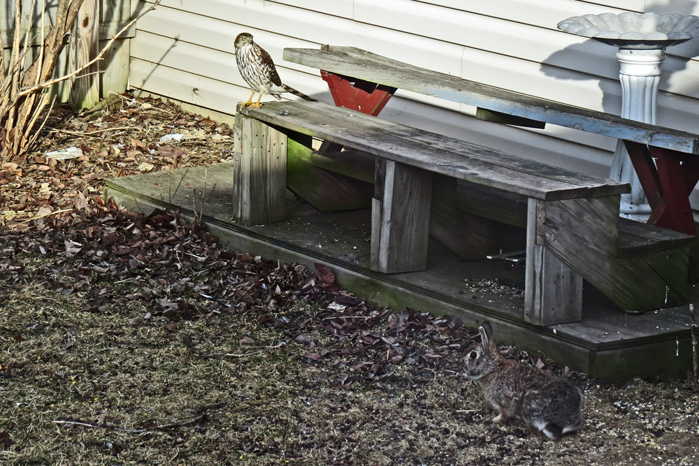 Back yard encounter