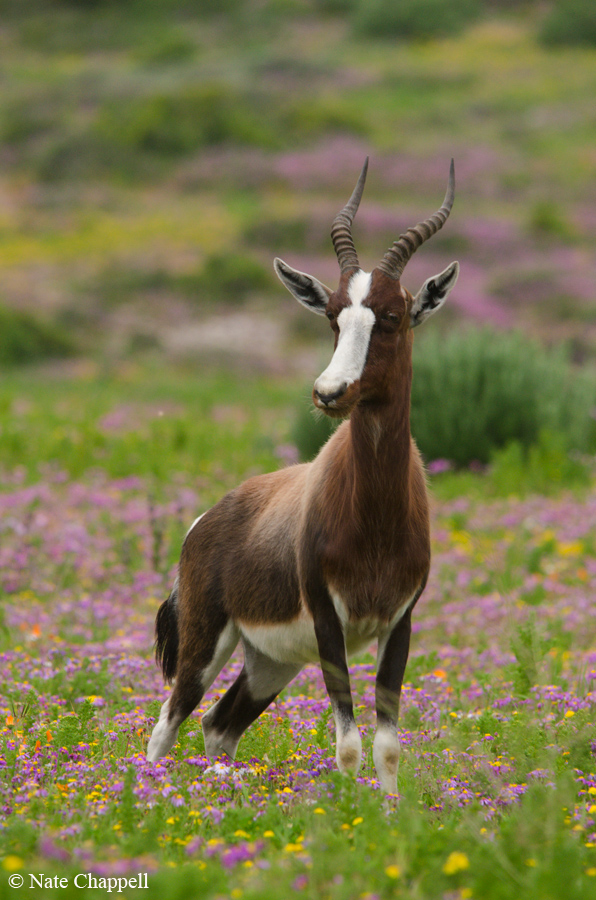 Bontebok