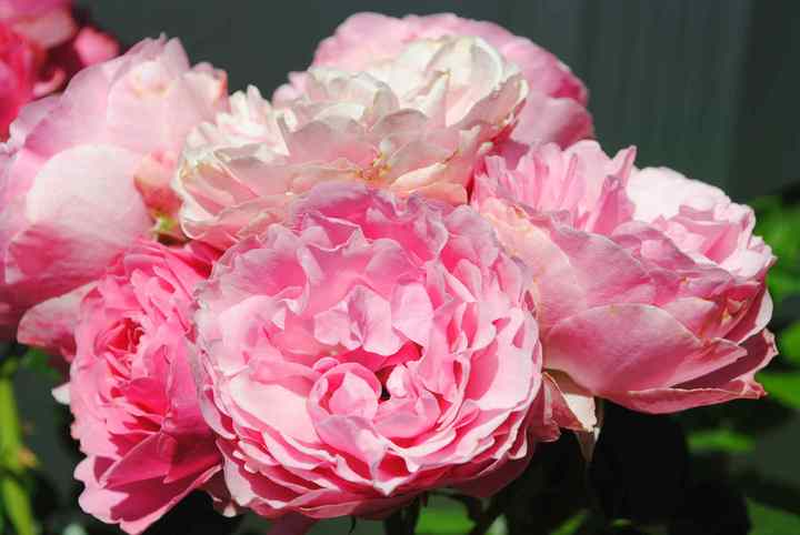 Summer Beauty!