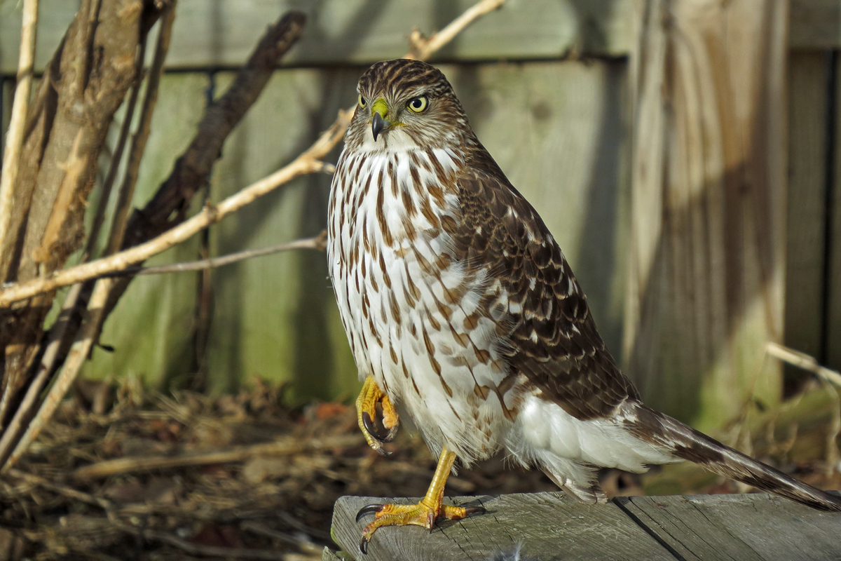 Coopers Hawk