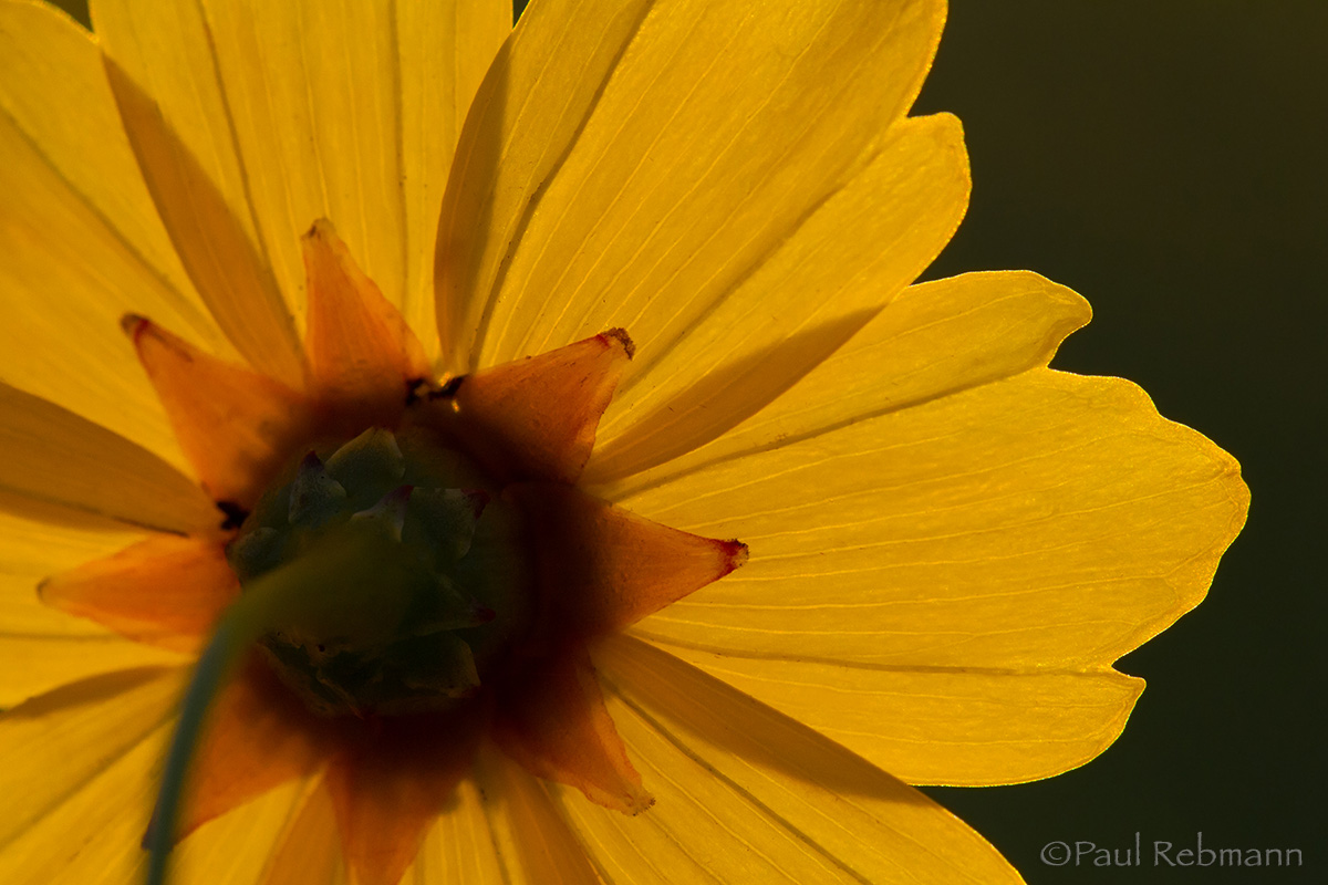 Sun Petals WC#626