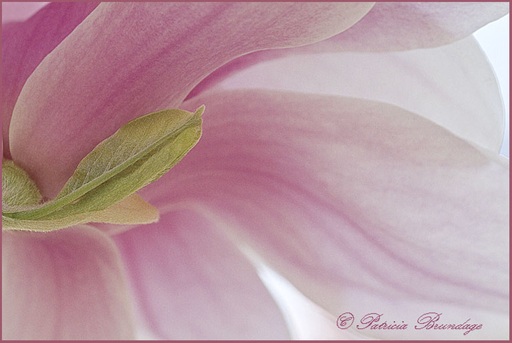Magnolia #3