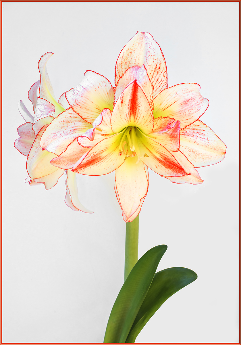 Amaryllis Aphrodite