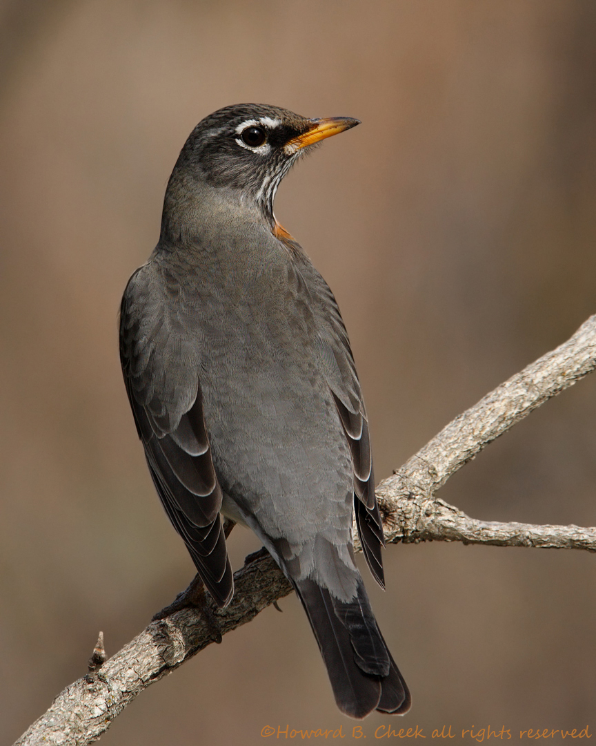 American Robin