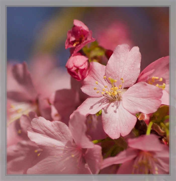 Cherry Blossom 