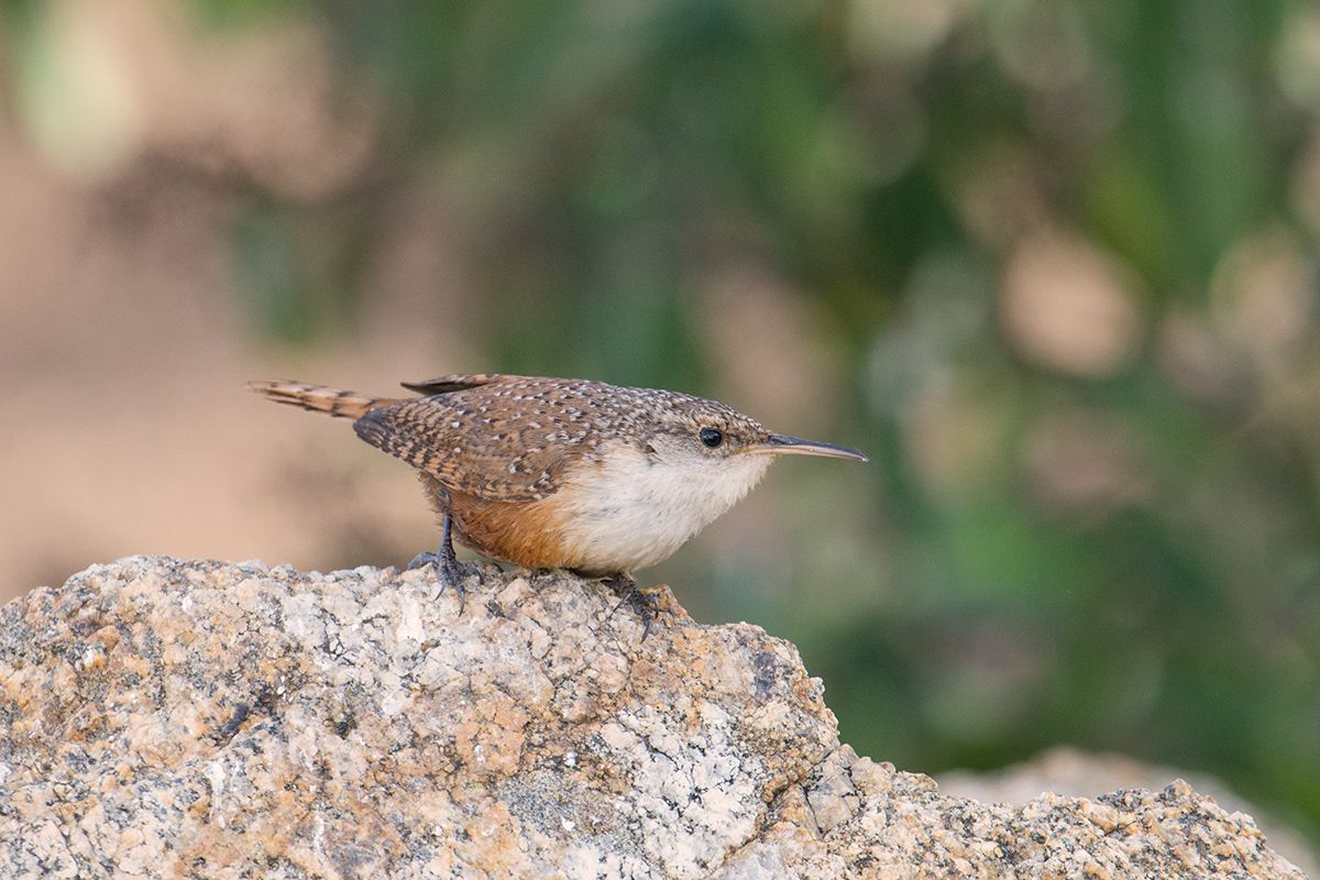 Canyon Wren