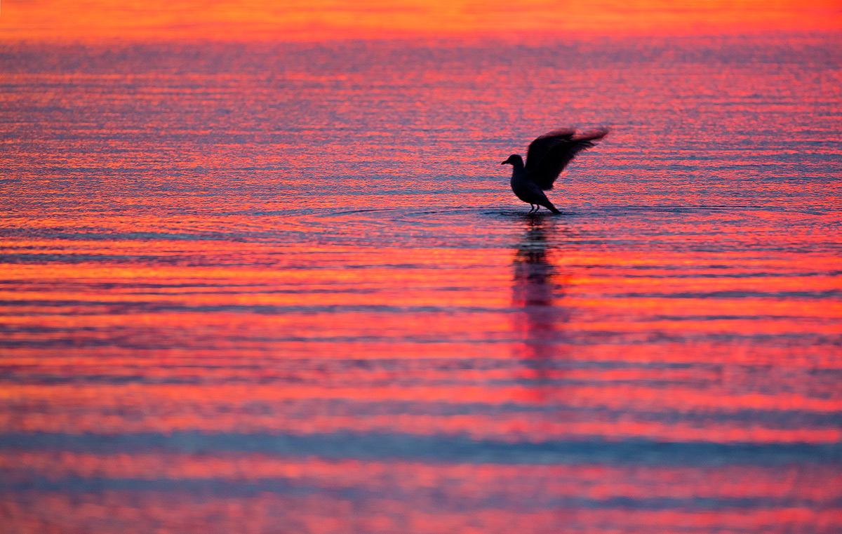 Last Light