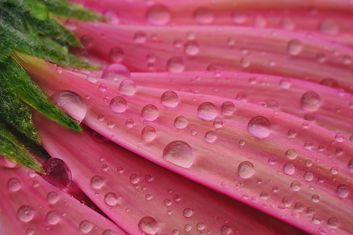 Pink Gerber Daisy