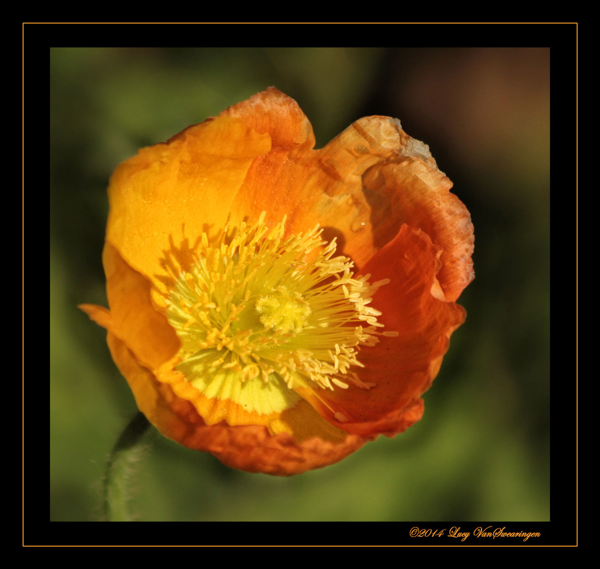 Sunny Side Up