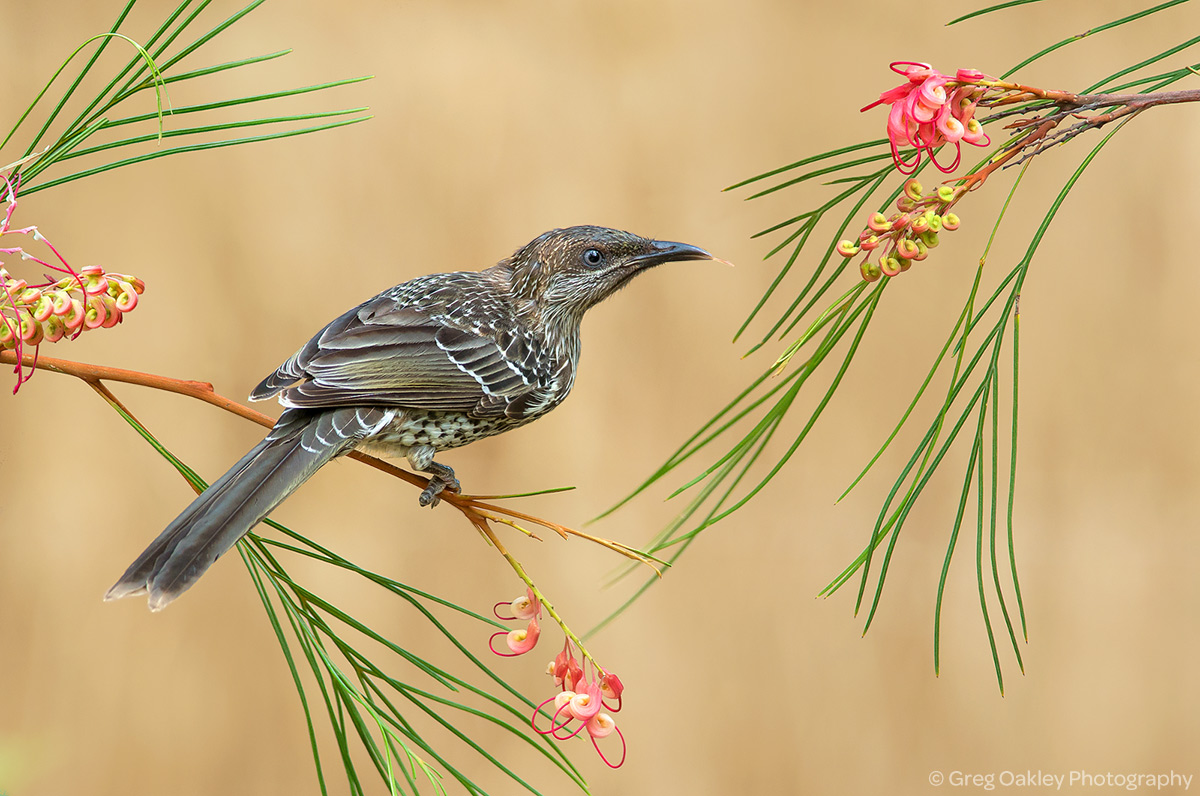 Little Wattlebird