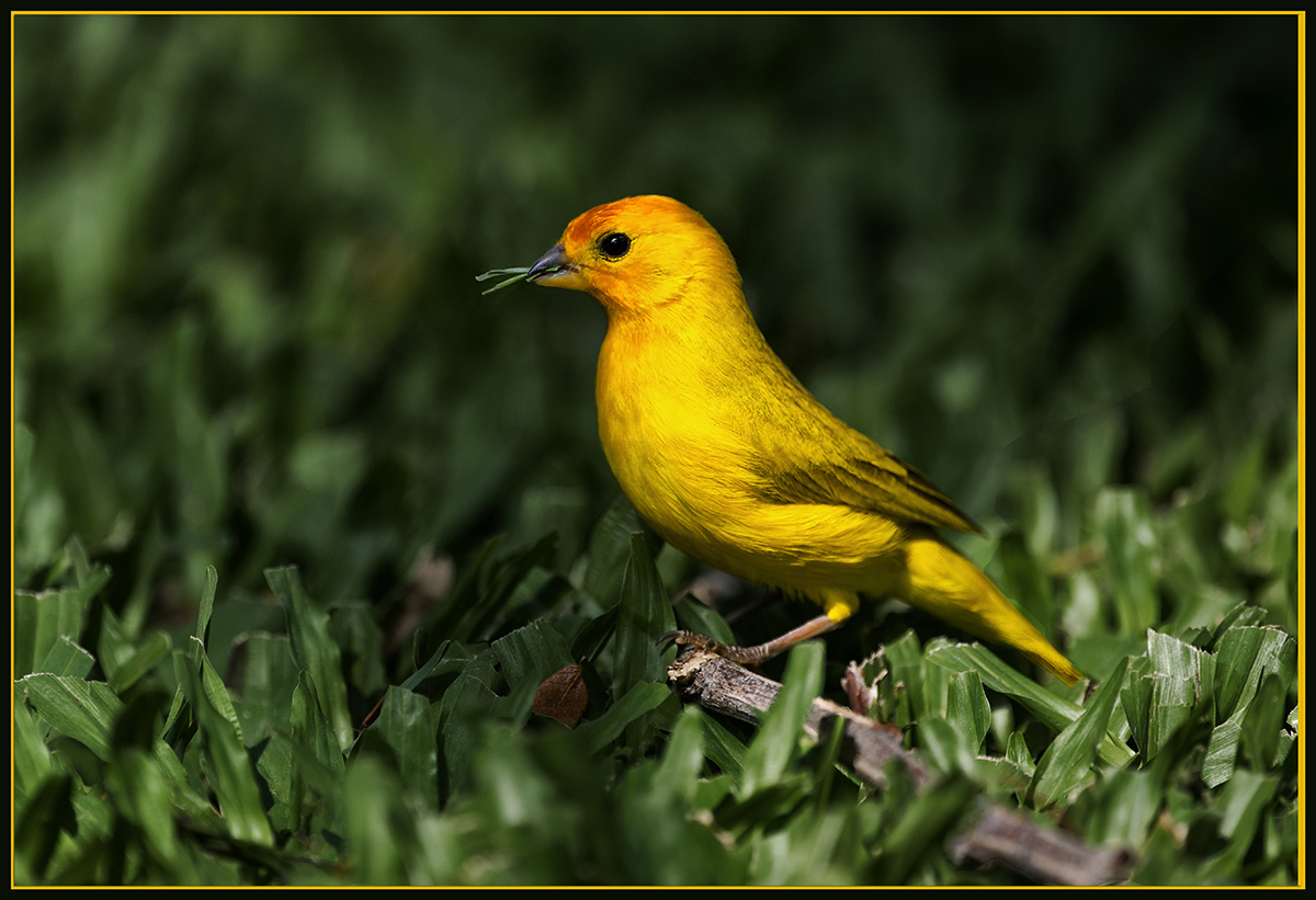 Saffron Finch