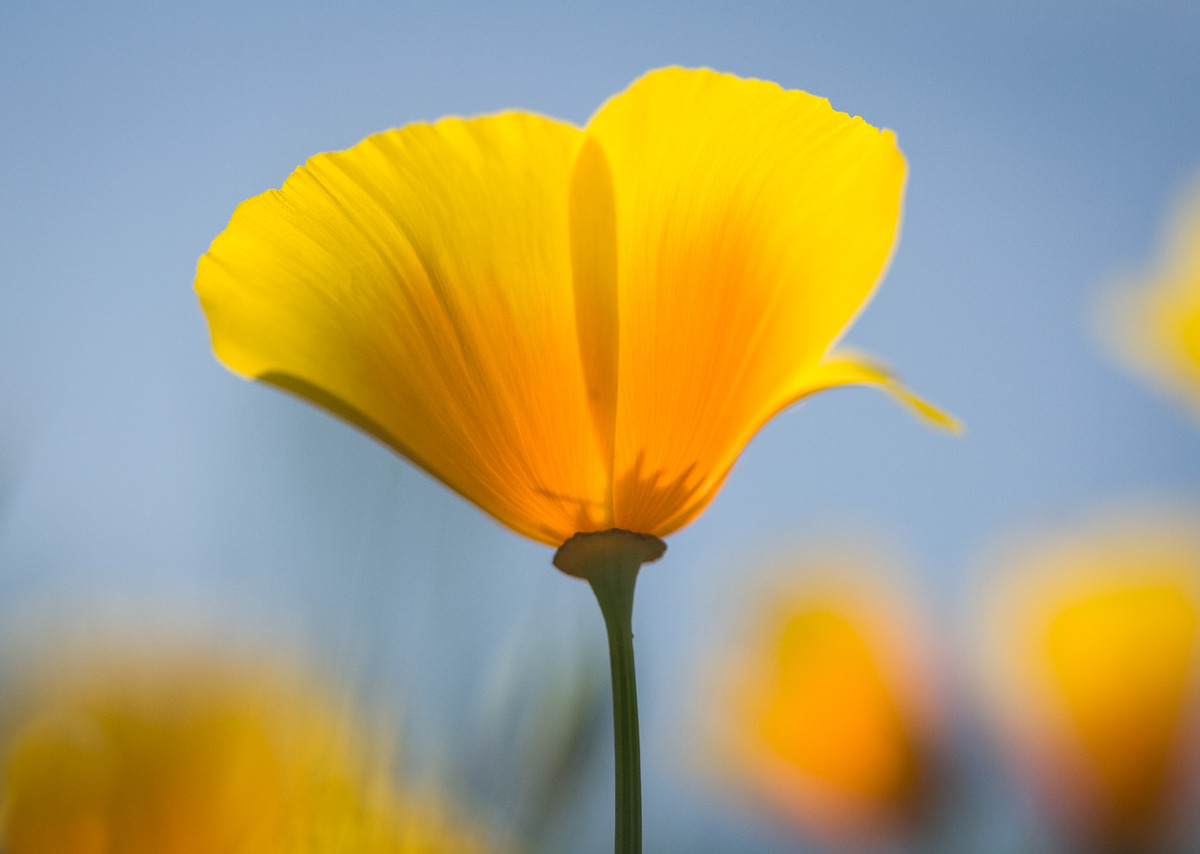 Poppy backside-W.C.