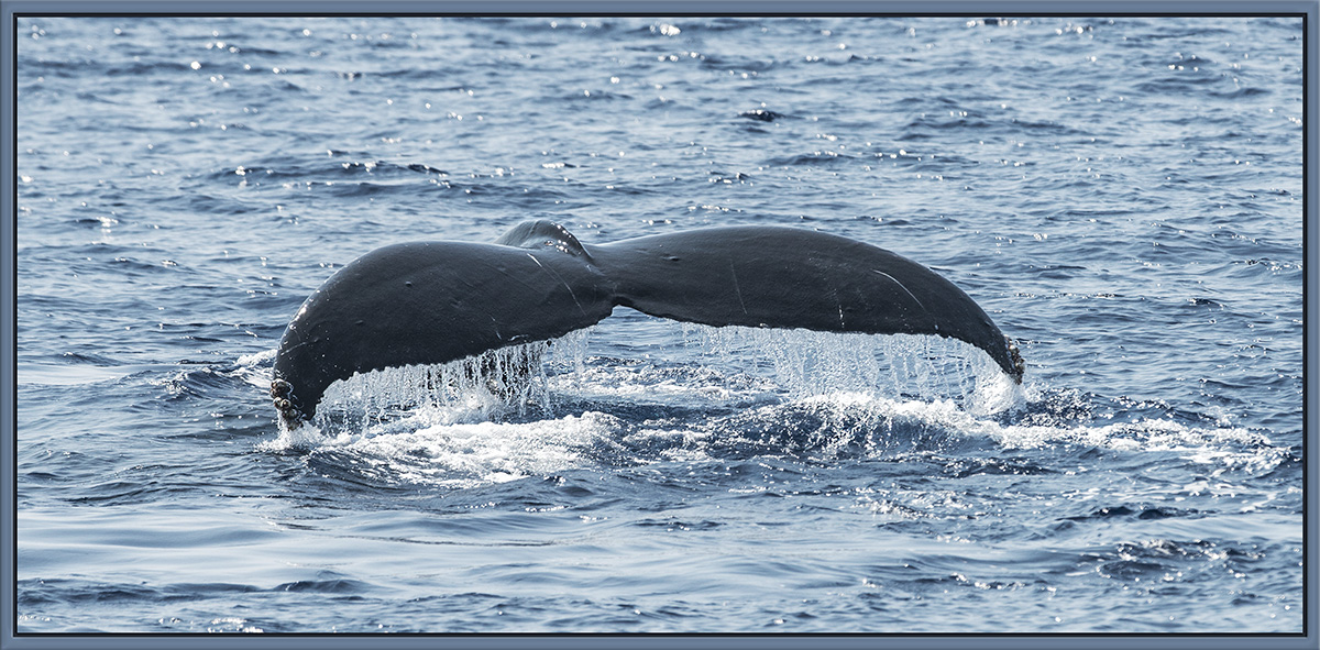 Humpback