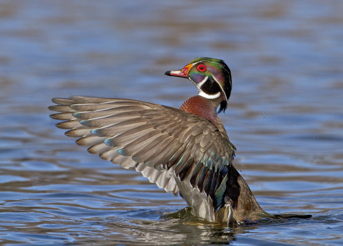 Woodie Wings II