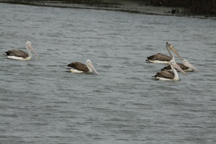 Pelicans