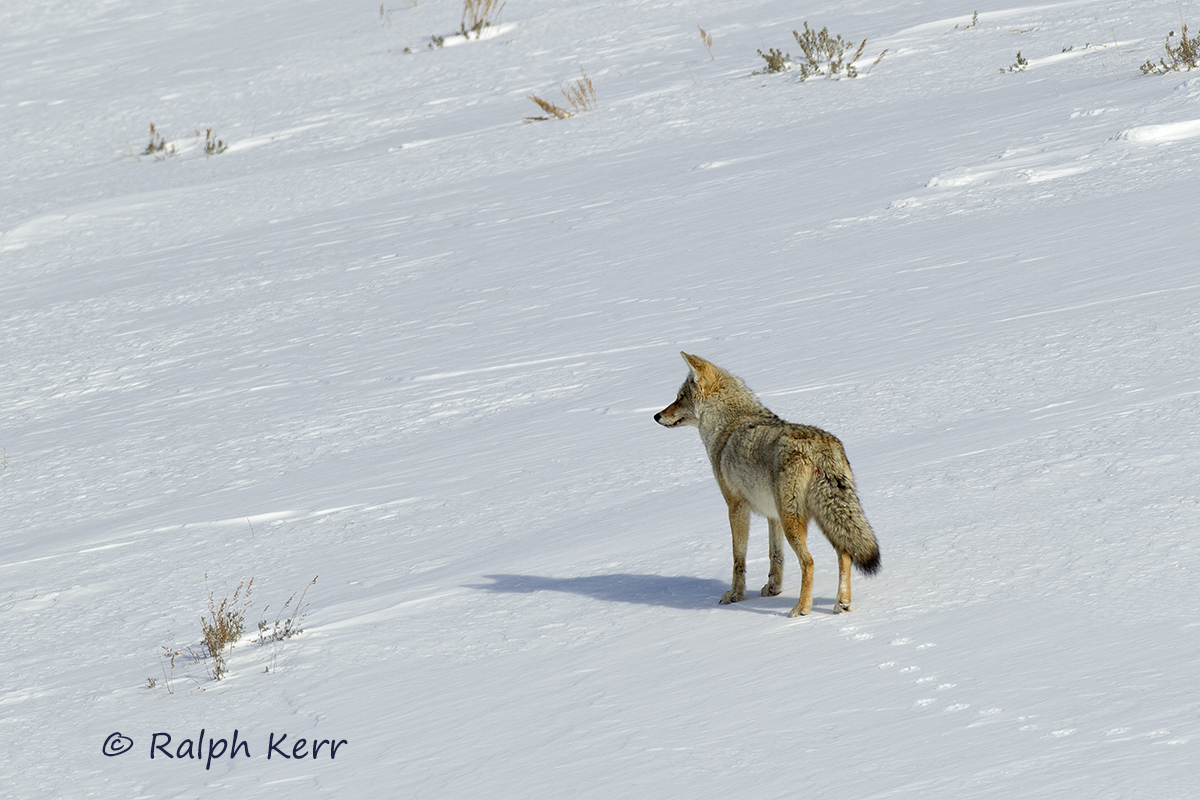 Coyote In Winter