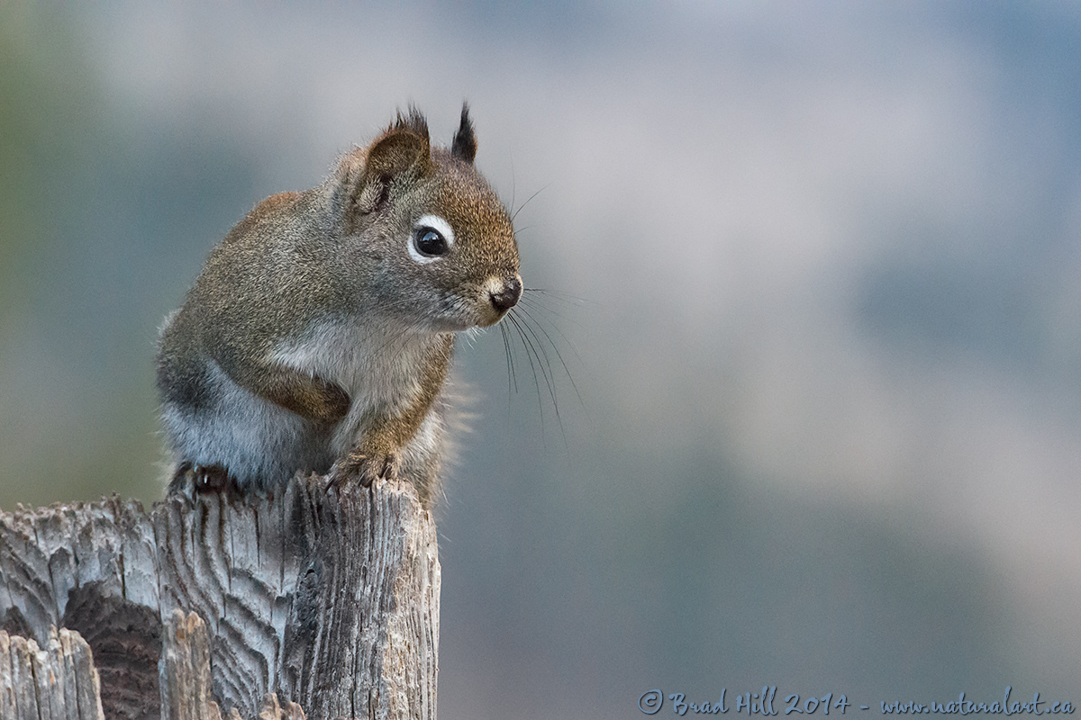 Red - at ISO 32254!