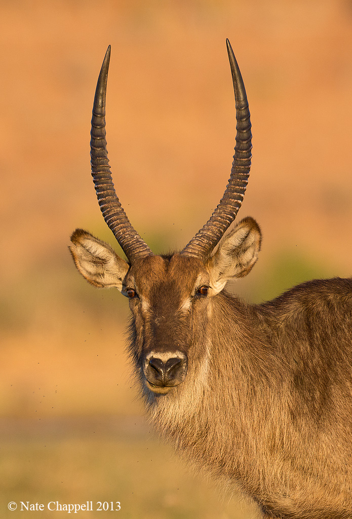 Waterbuck
