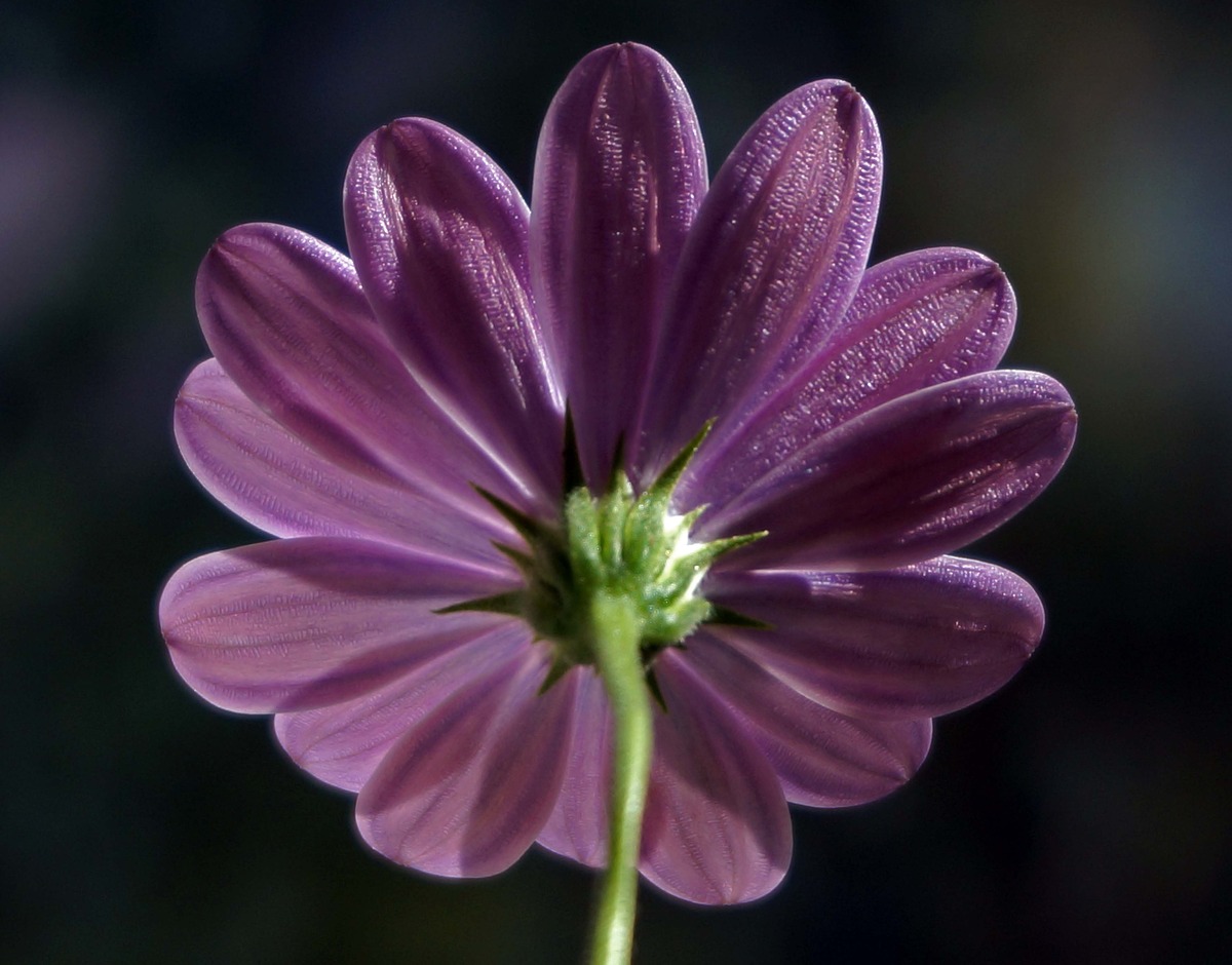 African Daisy #626