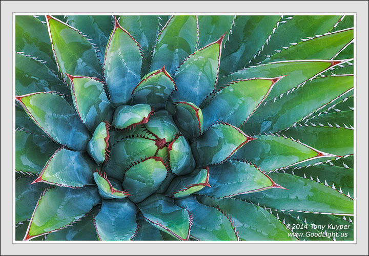 Agave Distraction