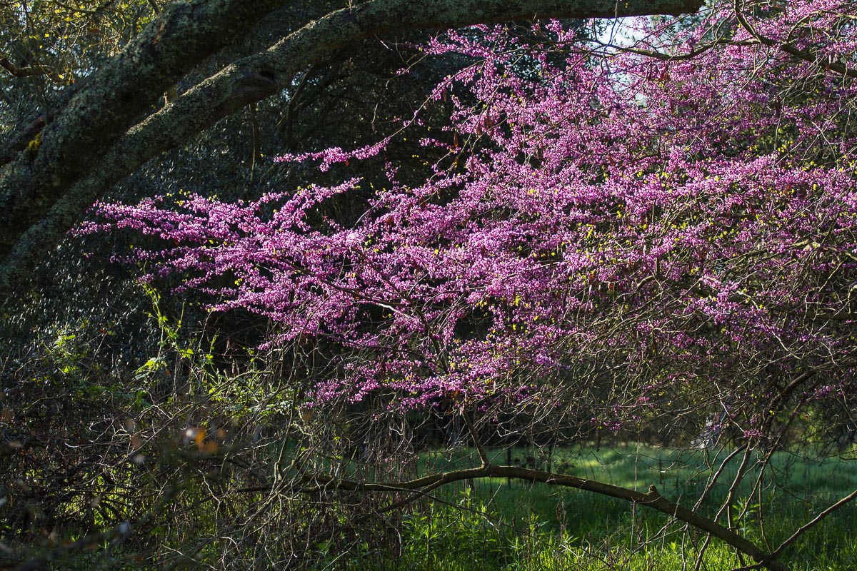 Red Bud