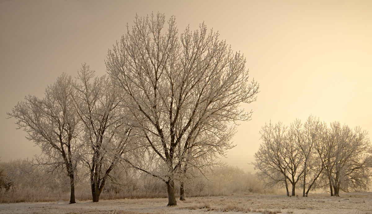 Frosty Morning
