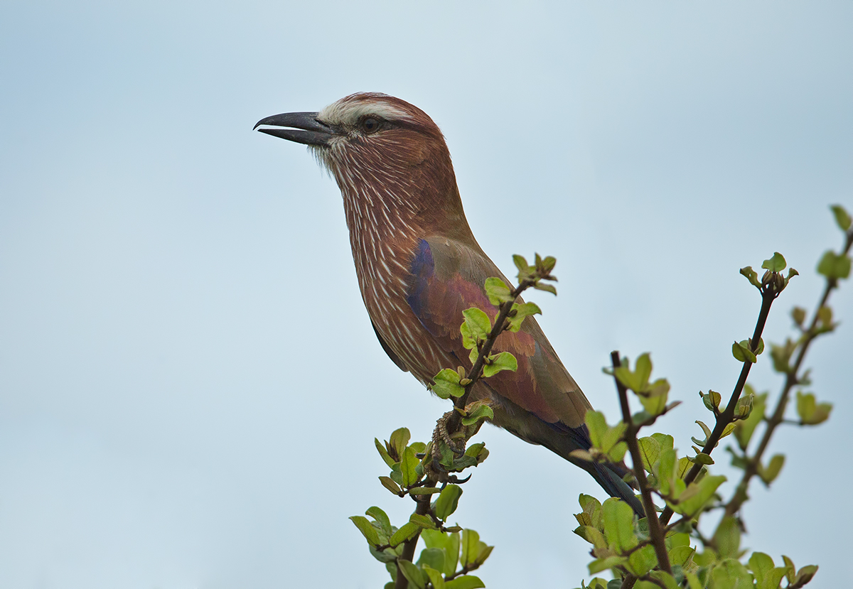 Purple Roller