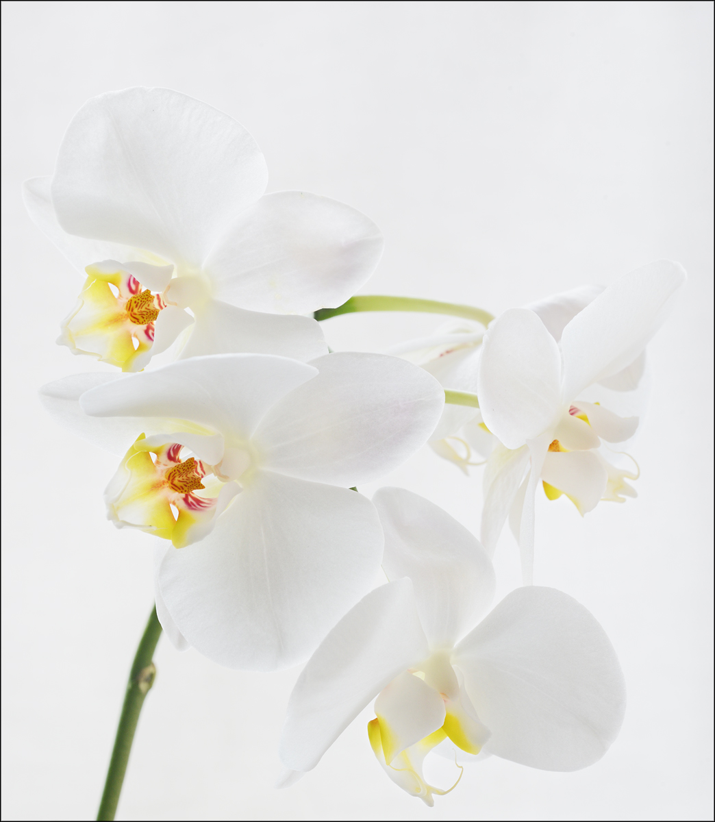 Floral  Serenity