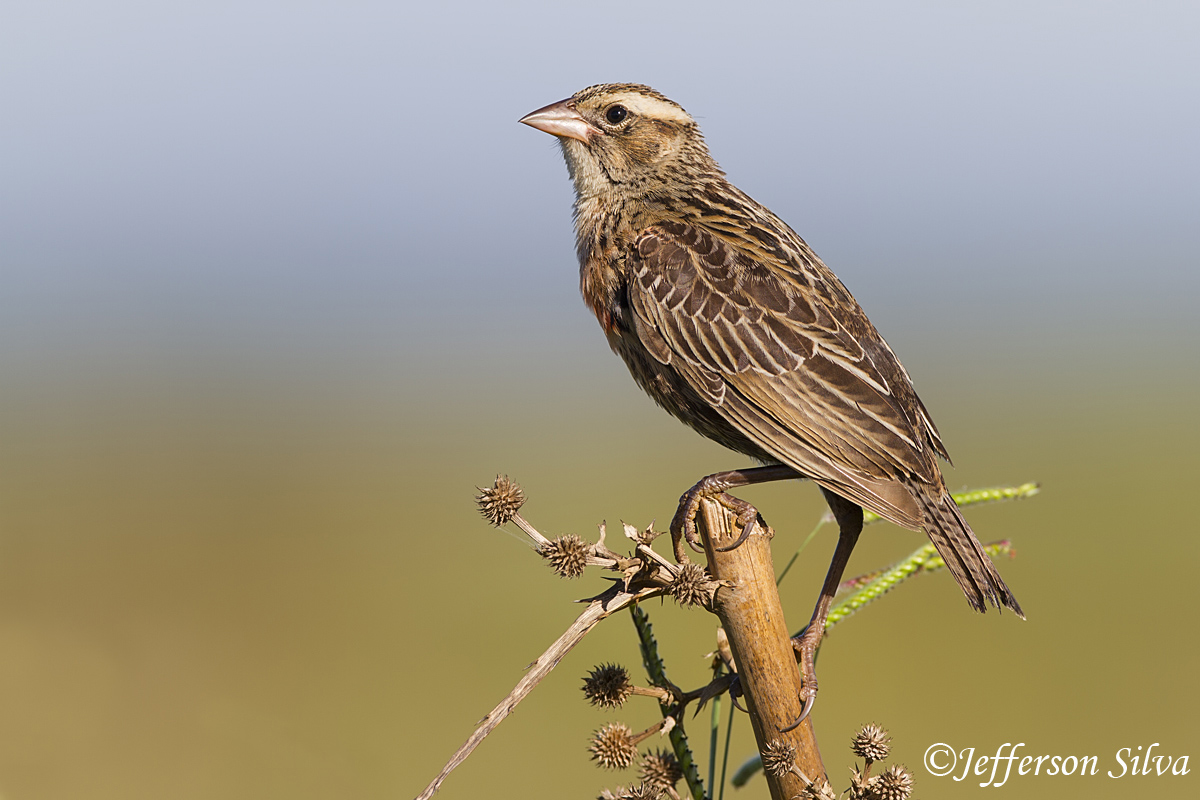 White-browed Blackbird