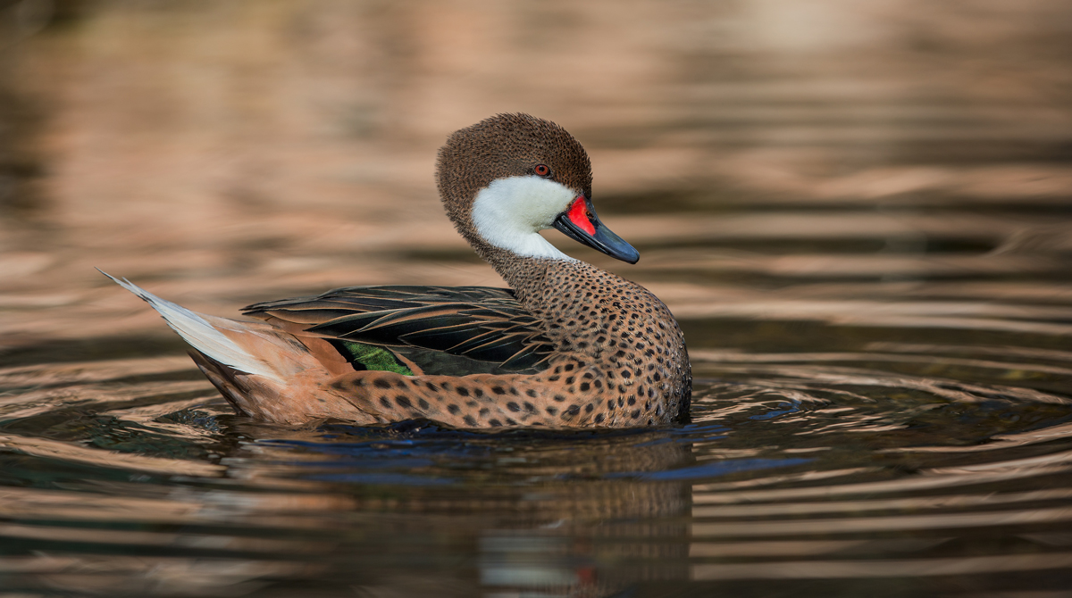 White-cheeked Pintail 