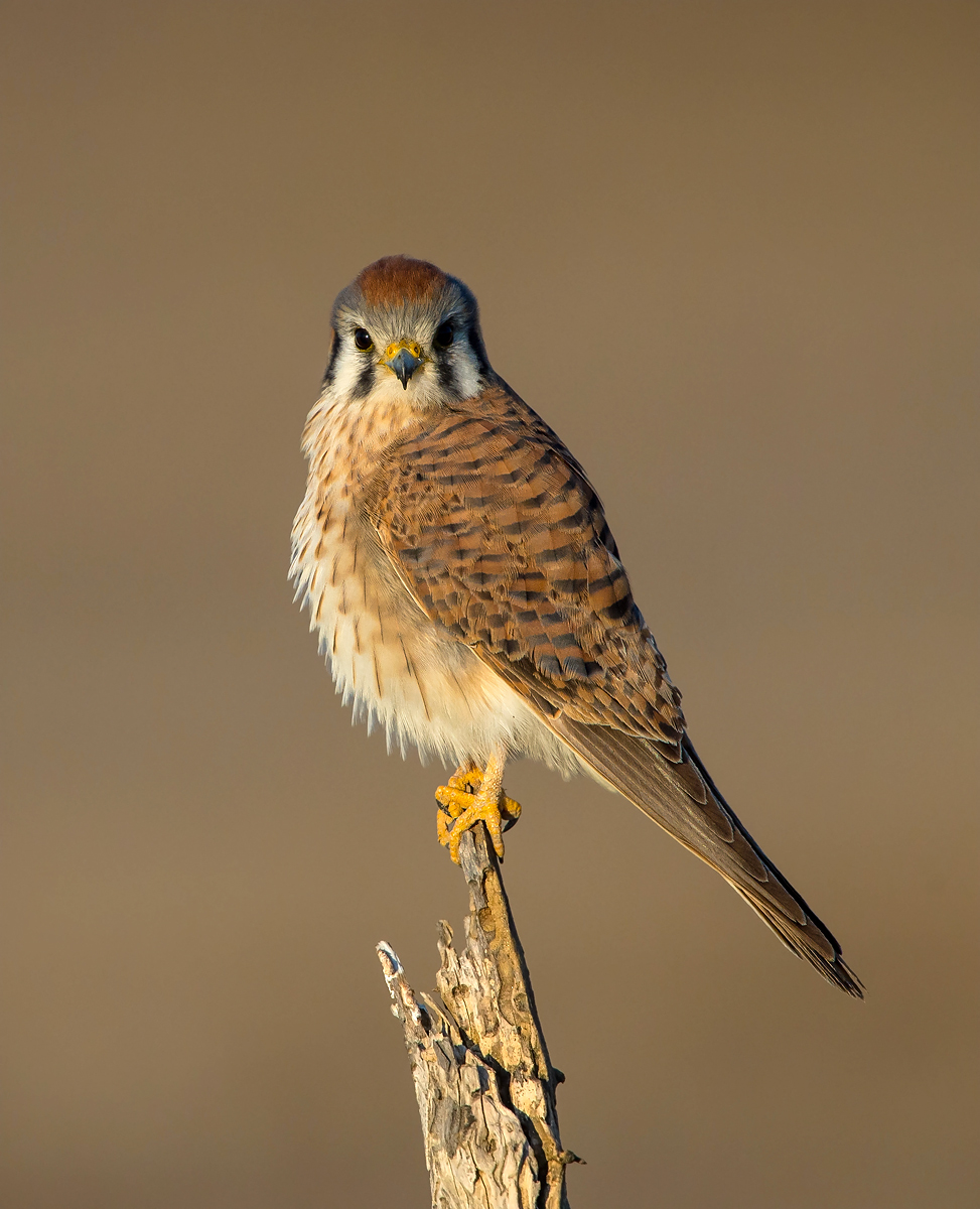 Pretty Lady  (Kestrel)