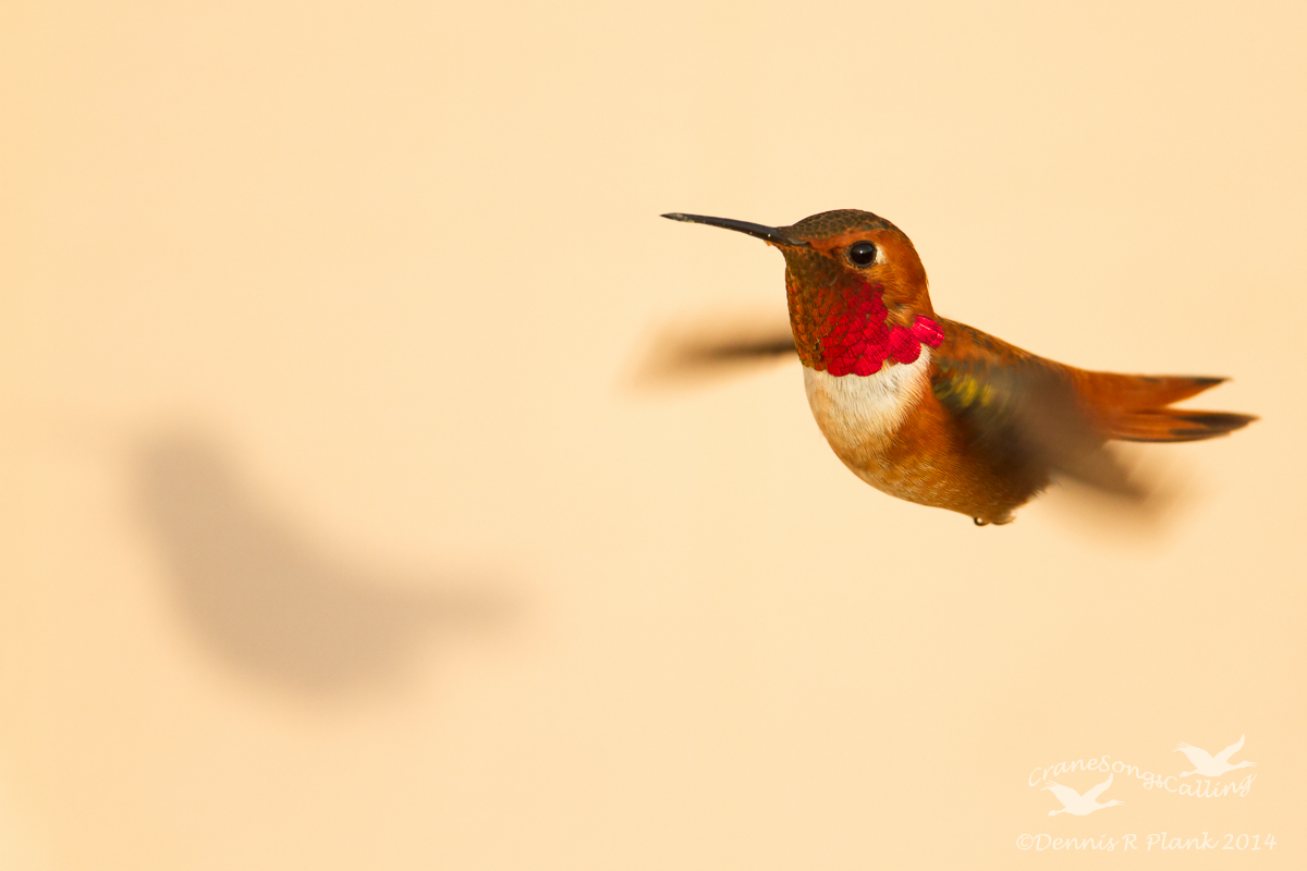 Rufous Hummingbird