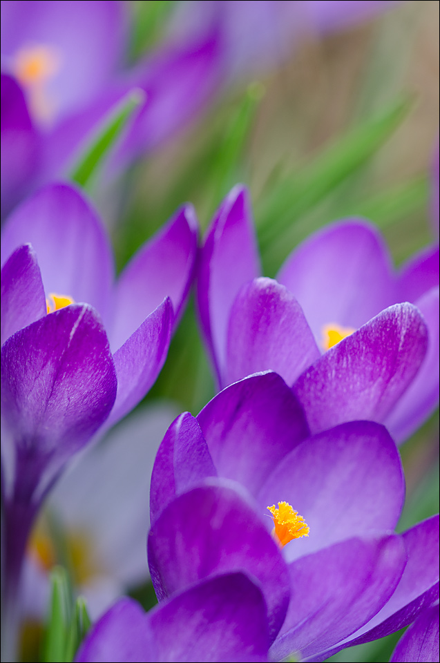 Crocus 6