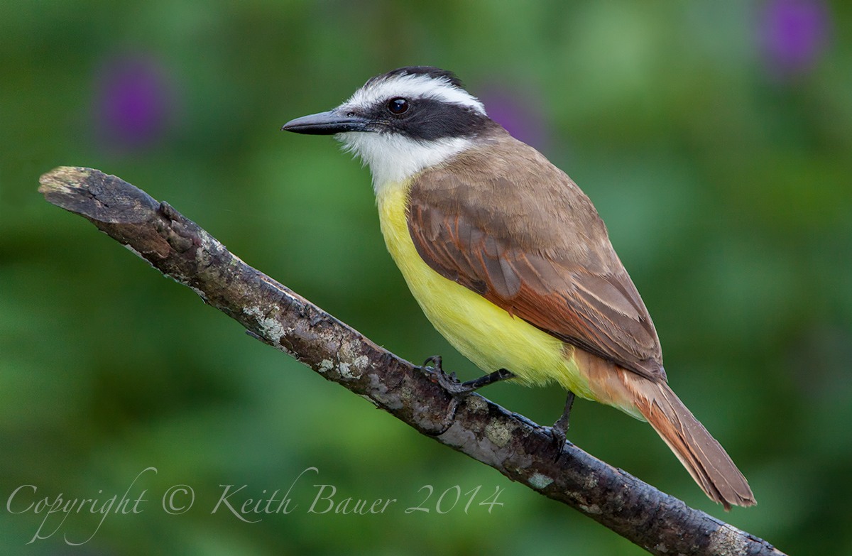 Great Kiskadee