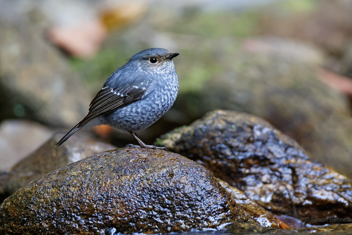 Water Redstart
