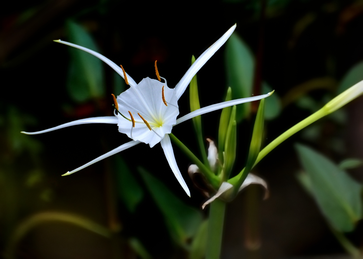 Spider Lily